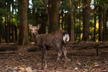 日本の風景・秋　奈良公園の鹿