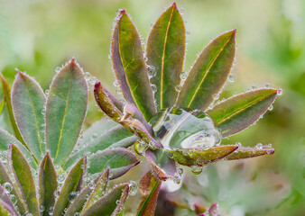 Zarte Lupinen, beliebt wegen ihrer farbigen Bl&uuml;ten, im Morgenlicht, von Tautropfen geschm&uuml;ckt &ndash; funkelnd wie kleine Kristalle in den Bl&auml;ttern. Ein stiller Moment voller Frische und nat&uuml;rlicher Poesie.