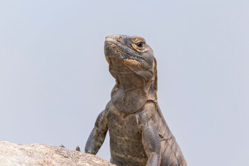 A brown lizard rests alertly on a rock against a soft neutral background.