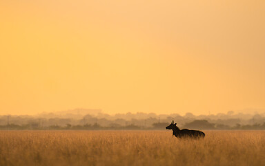 Silhouette of a blackbuck with a bird perched on its horn in golden grassland during sunset, showcasing wildlife harmony, nature, wilderness, antelope grace, and golden hour beauty in natural habitat.
