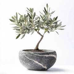Elegant olive tree in a decorative pot.