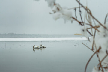 Swans on Lake Winter