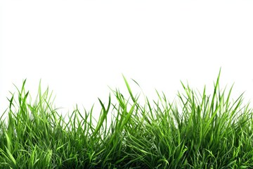 Fototapeta premium Fresh green grass cutouts on a white background for design and decoration use