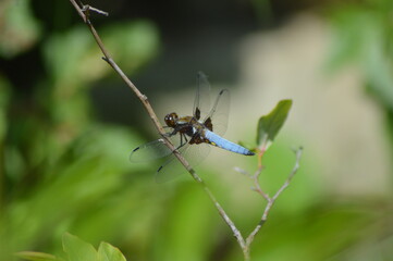 blue dragonfly on a branch