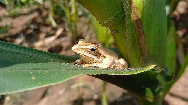 Tree Frogs Mating on Corn Leaf in Natural Farm Environment
