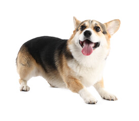 Cute Welsh Corgi on white background. Adorable pet