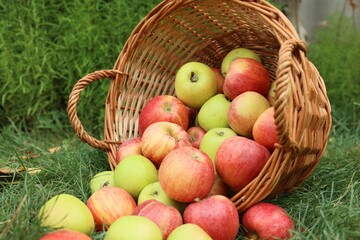 Fresh ripe apples in wicker basket on green grass outdoors, closeup
