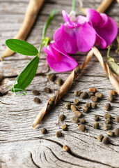 Dried seed pods, scattered seeds, and vibrant pink flower of perennial sweet pea (Lathyrus latifolius) on rustic wood background. Seeds for planting in spring.