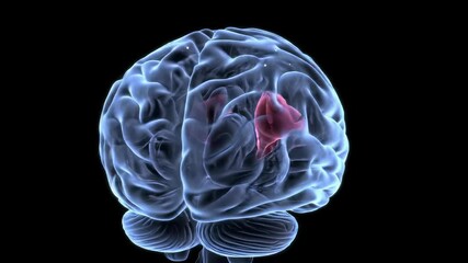 A hyper-realistic 3D rendering of a translucent cerulean blue human brain with a pulsating ruby red thalamus, rotating in an infinite black void, concept for medical illustration - Powered by Adobe