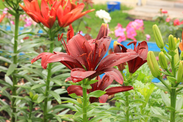 Fototapete bei efototapeten.de bestellen   