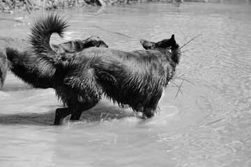 Pet dogs playing in pond water, black and white lifestyle scene.