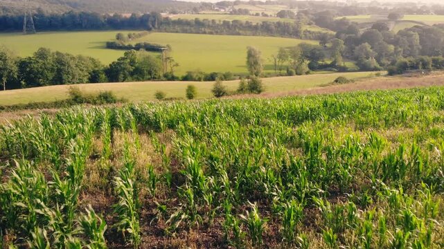 Corn maize fields in British countryside drone aerial 