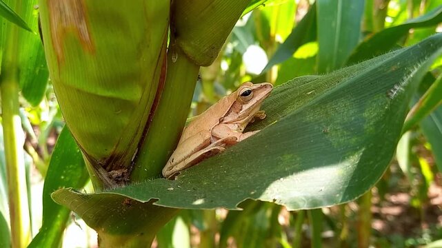 Tree Frogs Mating on Corn Leaf in Natural Farm Environment