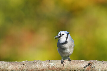 Blue Jays in fall colours