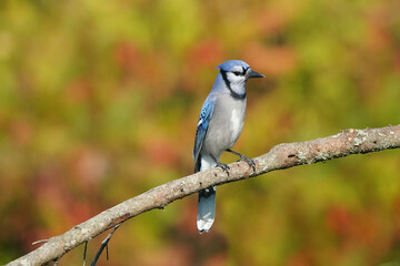 Blue Jays in fall colours