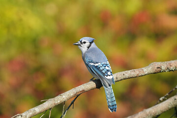 Blue Jays in fall colours