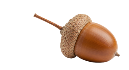Close up of a single acorn with its cap on a white background , transparent png