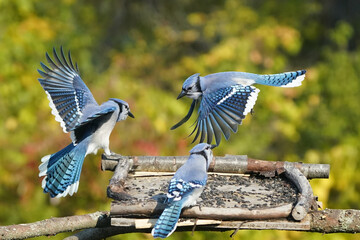Blue Jays in fall colours
