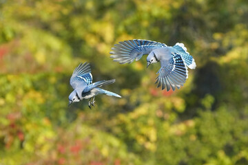 Blue Jays in fall colours