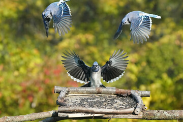 Blue Jays in fall colours