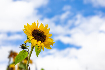 Bright yellow sunflower blooming under a blue sky, symbolizing happiness, growth, positivity, and nature’s beauty. Perfect for use in eco-friendly themes, summer designs, agricultural concepts.
