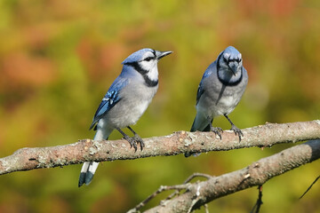 Blue Jays in fall colours