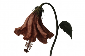 Wilting flower of hibiscus showing decay and death, representing end of life, sadness, and fragility on transparent background