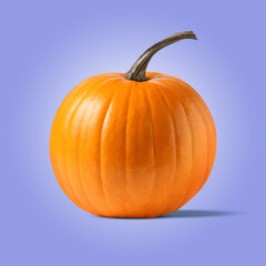 Whole ripe pumpkin on blue violet background
