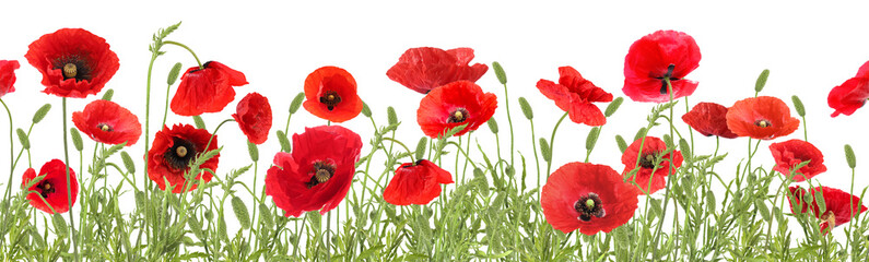 Fototapeta premium Bright red poppy flowers on white background, banner design