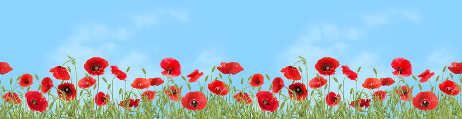 Obraz premium Bright red poppy flowers under blue sky, banner design