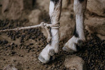 Holding the goat's leg