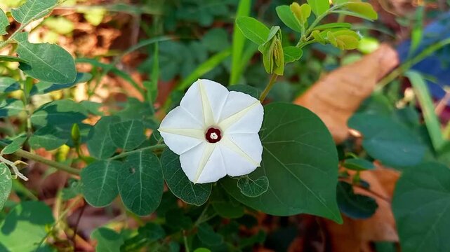 Ipomoea obscura, small white morning glory vine