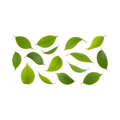 Fototapeta premium Collection of fresh green leaves isolated on white background natural design element, PNG 