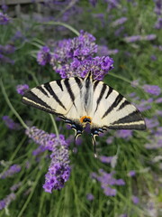 butterfly on flower