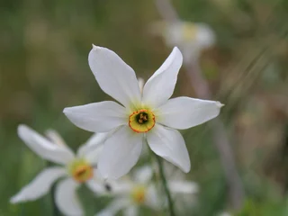 Fotobehang Narcis white and yellow narcis  © Lumae.Art