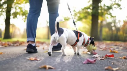 A small, energetic black and white jack russell terrier, in orange harness, walks beside a person in blue jeans on an autumn park path, vibrant foliage under warm sunlight. Peaceful daily walk