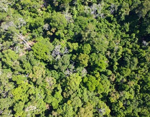 Aerial view of dense tropical forest with lush green canopy and natural patterns creating stunning abstract landscape from above