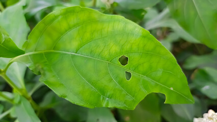 green leaf on a green background