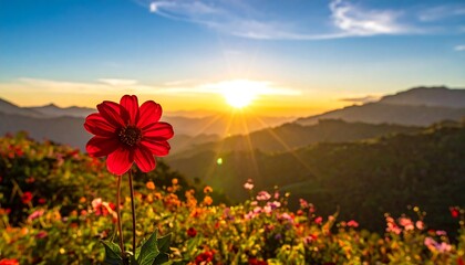 Vibrant red flower atop a mountain meadow at sunset. Lush, colorful wildflowers in a mountainous landscape bathed in golden sunlight