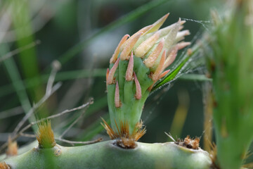 Bud on prickly pear cactus plant closeup during spring season in Texas nature.