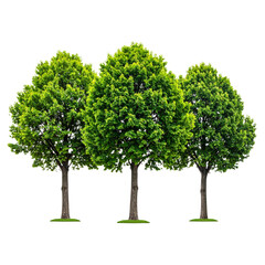Fototapeta premium Set of Three Lush Green Trees with Detailed Bark, isolated on white background”