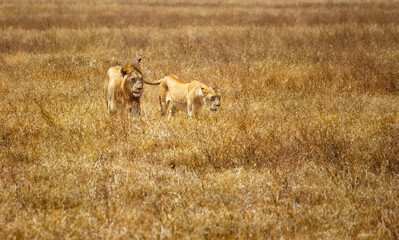 Obraz premium A lion and lioness walking through the grass in Ngorongoro crater, Tanzania