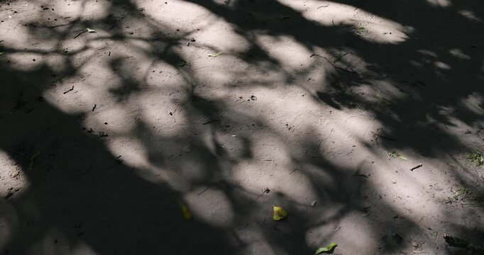 walking path in the park with a lot of shadows from deciduous trees in the summer season, part of the walking path through the park on a bright sunny day