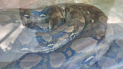 close up of a snake in the zoo