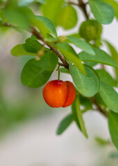 Acerola on the tree