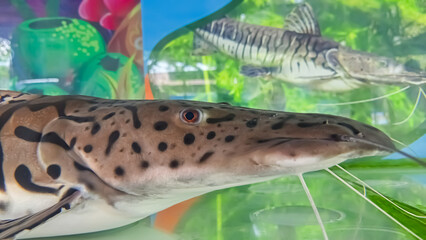 cat fish in aquarium