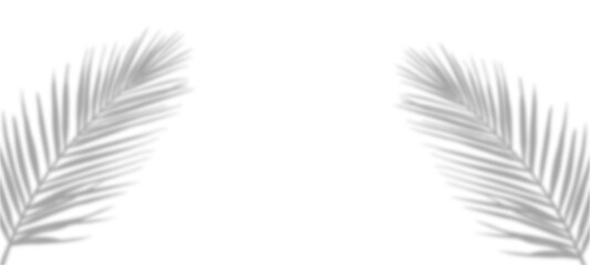 feather isolated on white background