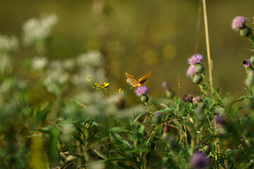 orange painted lady butterfly on a flower