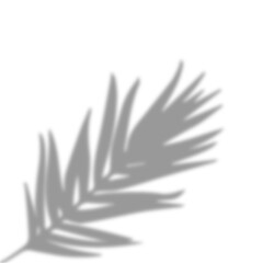 black and white feather