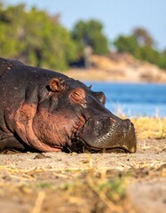 Hippopotamus resting by riverbank